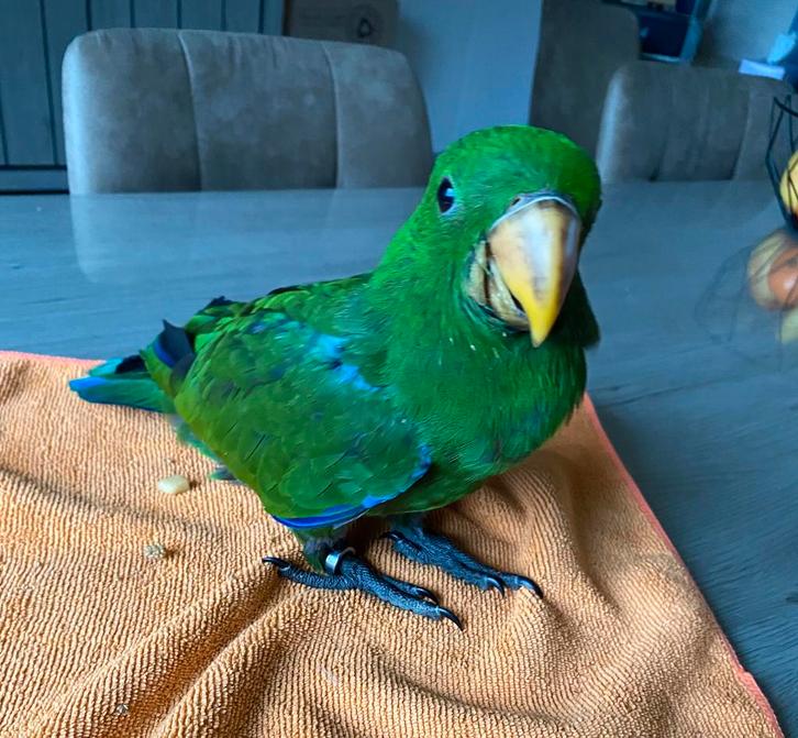 Eclectus Apprivoiser Eam, Animaux & Accessoires, Oiseaux | Perruches & Perroquets, Perroquet, Mâle, Parleur, Domestique, Bagué