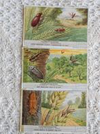 3 prenten van Liebig uit de reeks "Landbouwparasieten"., Verzamelen, Foto's en Prenten, Gebruikt, Ophalen of Verzenden, 1940 tot 1960