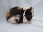Peruviaanse cavia zeugjes te koop, Dieren en Toebehoren, Knaagdieren, Cavia, Vrouwelijk, Tam, September