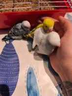 Jonge grasparkietjes, Dieren en Toebehoren, Vogels | Parkieten en Papegaaien, Meerdere dieren, Parkiet, Tam