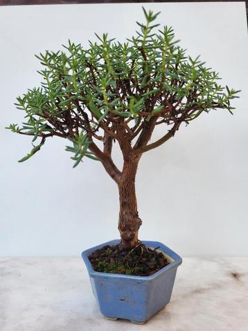Bonsai beschikbaar voor biedingen