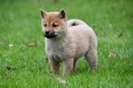 Shiba Inu pups te koop, Dieren en Toebehoren, Honden | Poolhonden, Keeshonden en Oertypen, 15 weken tot 1 jaar, Overige rassen