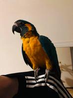 Supertam blauwkeel ara, Dieren en Toebehoren, Vogels | Parkieten en Papegaaien, Papegaai, Geringd