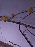 gele kanaries, Dieren en Toebehoren, Vogels | Kanaries, Mannelijk, Kleurkanarie