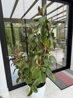 Kamerplant, Huis en Inrichting, Kamerplanten, Ophalen
