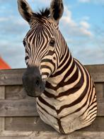 Zebra  opgezette kop, Enlèvement