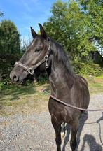 Poney New Forest 8 ans, Animaux & Accessoires, Poneys, Poney de dressage, Hongre, M, Poney D (1.37 m à 1.48m)