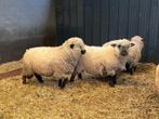 Hampshire schapen - schapen - ram - ooi - lam, Schaap, Meerdere dieren