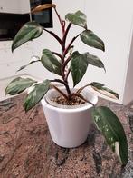 Philodendron Red Anderson, Ophalen, Overige soorten, In pot