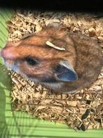 Goudhamster, Dieren en Toebehoren, Maart, Hamster