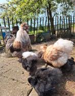 4 Kippen gratis af te halen, Dieren en Toebehoren