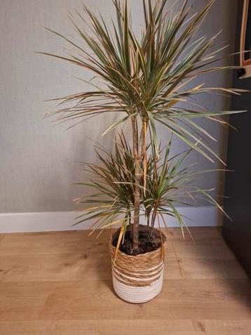 Dracenia  beschikbaar voor biedingen