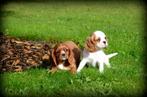 Cavalier King Charles spaniel pups, CDV (hondenziekte), Meerdere, 8 tot 15 weken, Meerdere dieren