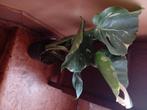 Monstera variegata, Huis en Inrichting, Kamerplanten, Ophalen