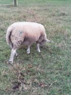 schapen (ooien), April, Vrouwelijk