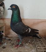 Kleurpostduiven, Dieren en Toebehoren, Vogels | Duiven