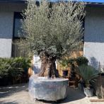 MEGA olijfboom aan SUPER PRIJS, Ophalen, Olijfboom