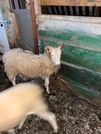 moutons a vendre 25-30kg propre 350€  0475351818