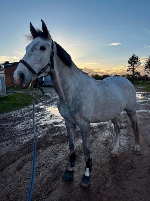 Springpaard te koop, Dieren en Toebehoren, Paarden, Merrie, B, 160 tot 165 cm, 3 tot 6 jaar, Springpaard