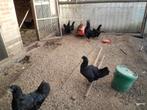 Ayam cemani hennen, Dieren en Toebehoren, Pluimvee, Vrouwelijk, Kip