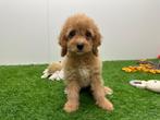 Cavapoo pups, Dieren en Toebehoren, België, Overige rassen, 8 tot 15 weken, CDV (hondenziekte)