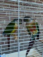 HALF TAMME PYRRHURA S VANAF 100 EURO/KOPPEL, Dieren en Toebehoren, Vogels | Parkieten en Papegaaien, Meerdere dieren, Parkiet