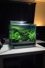 Aquarium Qubic 65L in perfecte staat, Ophalen, Nieuw, Gevuld zoetwateraquarium