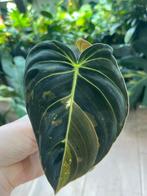 Philodendron Melanochrysum Variegata (2), Huis en Inrichting, Ophalen of Verzenden