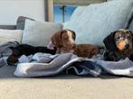 Lieve Teckels pups te koop, België, Fokker | Hobbymatig, 8 tot 15 weken, Korthaar
