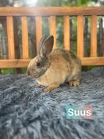 TER ADOPTIE voedster, Dieren en Toebehoren, Vrouwelijk, Middelgroot, 0 tot 2 jaar