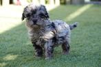 Prachtige mini doodle pup (4-5kg), Dieren en Toebehoren, België, Overige rassen, CDV (hondenziekte), 8 tot 15 weken