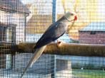 halsbanden, Dieren en Toebehoren, Meerdere dieren, Parkiet, Geringd