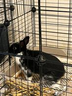 Lief vrouwtje konijn opzoek naar een thuisje, Dieren en Toebehoren, Knaagdieren, Maart, Vrouwelijk, Overige typen, Tam