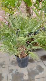 Chamaerops humilis palmboom, Ophalen of Verzenden