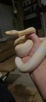 Boa constrictor, Dieren en Toebehoren, Reptielen en Amfibieën, Slang, 0 tot 2 jaar