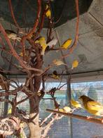 KANARIES, Dieren en Toebehoren