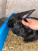 Konijnen, Dieren en Toebehoren, Konijnen