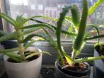 Verschillende planten Aloë Vera al vanaf 2€/st, Ophalen, Nieuw