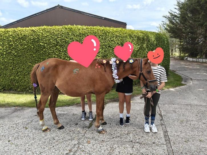 Knuffelpony, een c pony (1.34) ruin van 14 jaar..., Dieren en Toebehoren, Pony's, Ruin, Niet van toepassing, C pony (1.27m tot 1.37m)