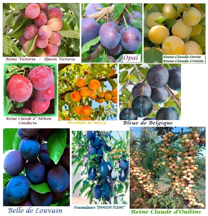 PRUNIERS À HAUTE TIGE : Opal, Reine Victoria, R.Cl.Dorée,..., Jardin & Terrasse, Plantes | Arbres fruitiers, Prunier, 250 à 400 cm