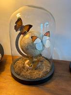 Globe avec papillons, Antiquités & Art, Curiosités & Brocante