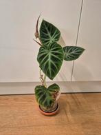 philodendron verrucosum, Huis en Inrichting, Kamerplanten, Ophalen of Verzenden
