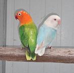 1-1 Fischeri opaline pale fallow 2024-2023, Dieren en Toebehoren, Vogels | Parkieten en Papegaaien, Geringd