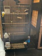 Vogel kooi ZONDER VOGELS, Dieren en Toebehoren, Ophalen, Zo goed als nieuw, Vogelkooi