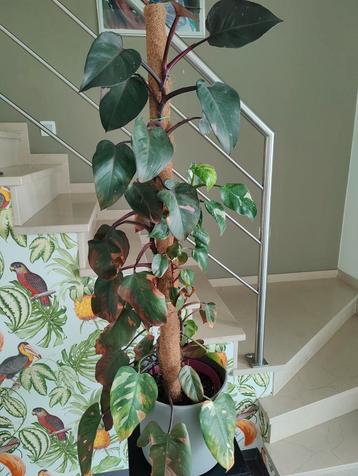 Philodendron pink princess en white princess beschikbaar voor biedingen