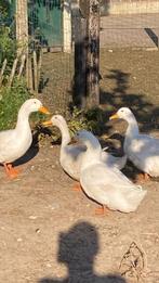 Peking eend, Dieren en Toebehoren, Eend