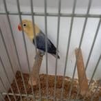 Fischeri, Dieren en Toebehoren, Dwergpapegaai of Agapornis, Geringd