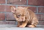 Schitterend Choco Tan Frans Bulldog reutje, 8 weken, Dieren en Toebehoren, België, Fokker | Hobbymatig, Reu, CDV (hondenziekte)