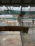 Kleine mannelijke geelkuif kaketoe, Dieren en Toebehoren, Tam