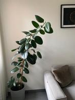 Plant en pot te koop, Tuin en Terras, Planten | Tuinplanten, Ophalen